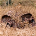 Buteo Photo Gear Hide Aquila Mark III Brown